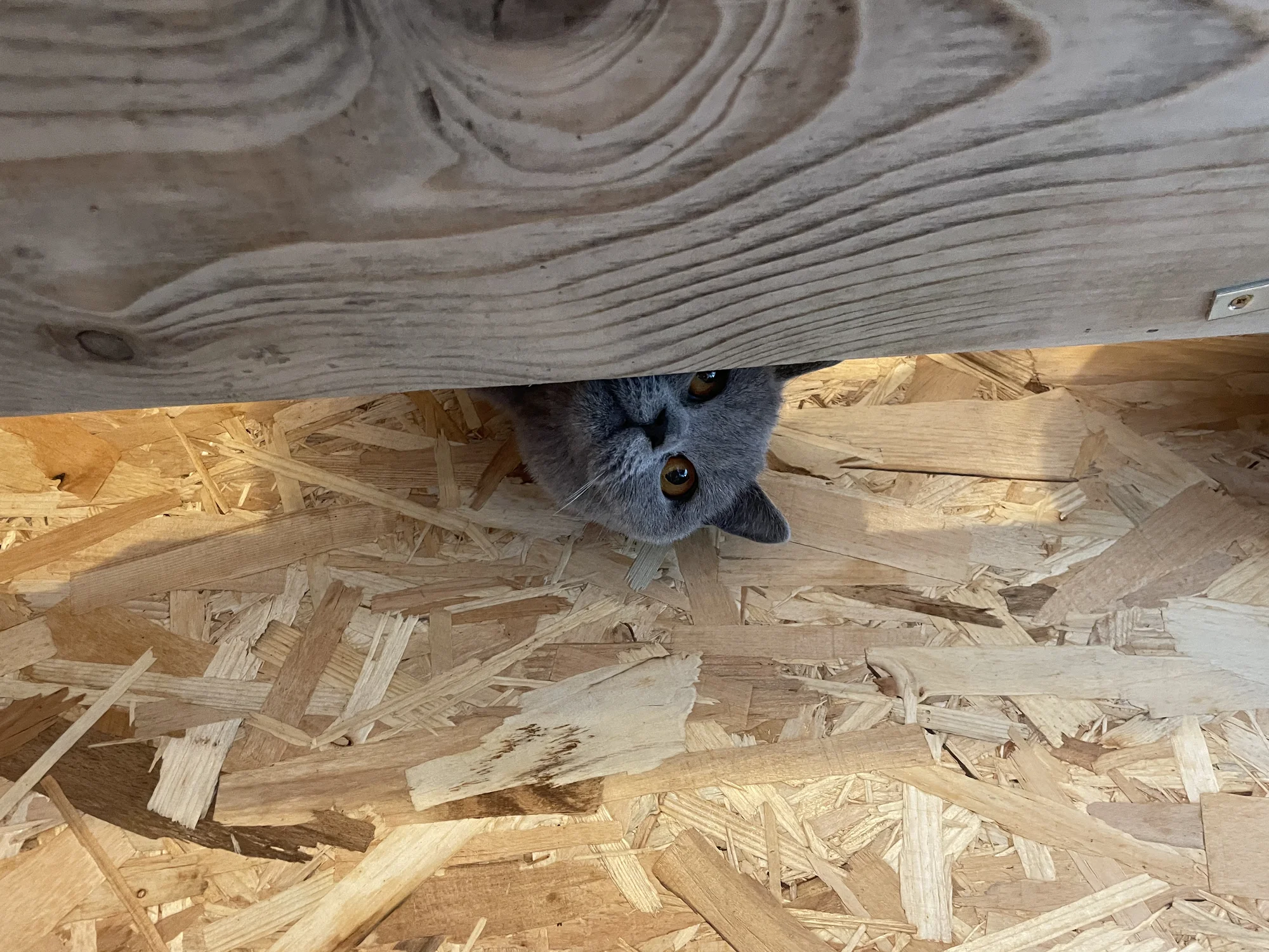 Návštěva britských krátkosrstých koček až pro 3 os. - Obrázek 7