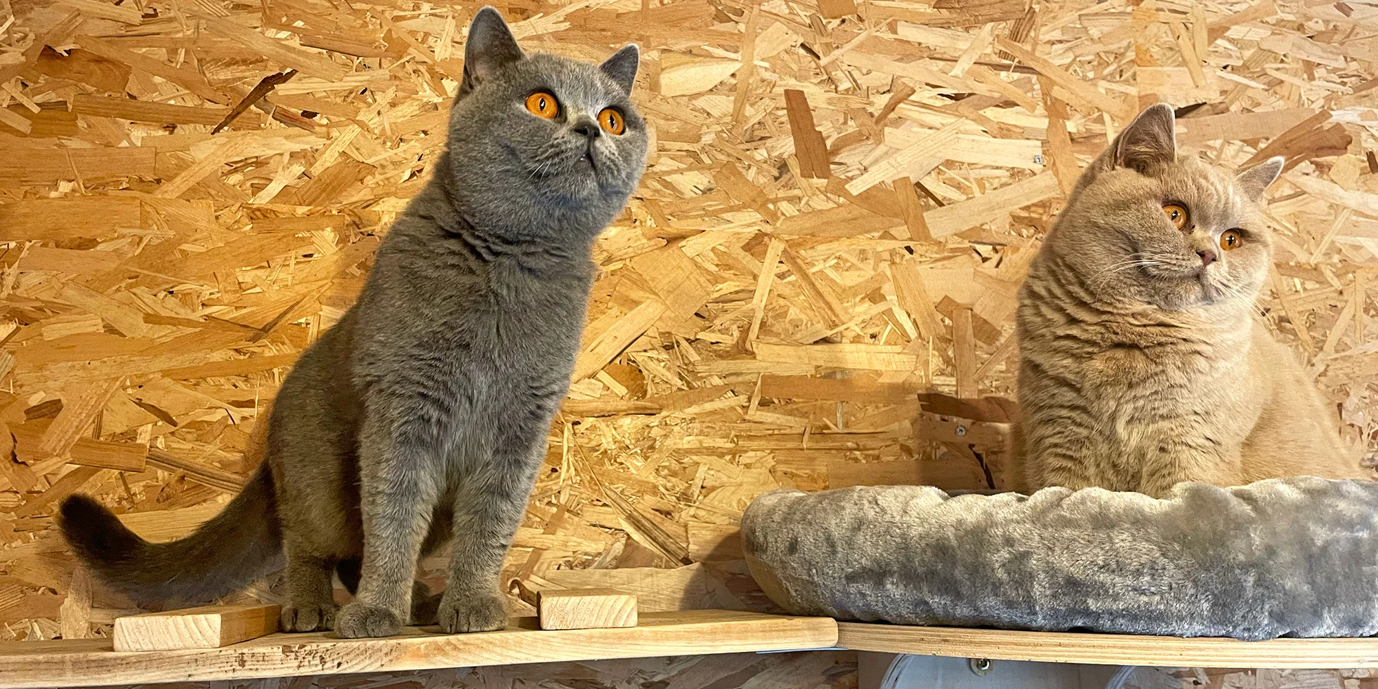 Návštěva britských krátkosrstých koček až pro 3 os. - Obrázek 3