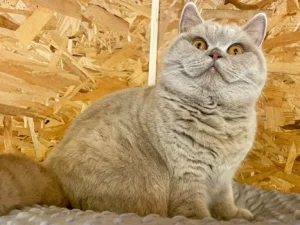 Návštěva britských krátkosrstých koček až pro 3 os.