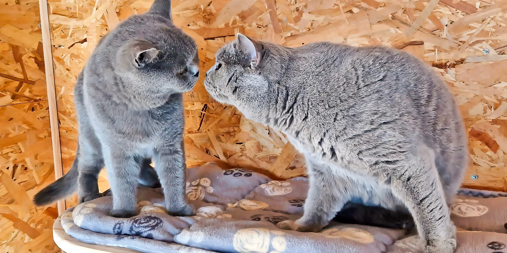 Návštěva britských krátkosrstých koček až pro 3 os. - Obrázek 5