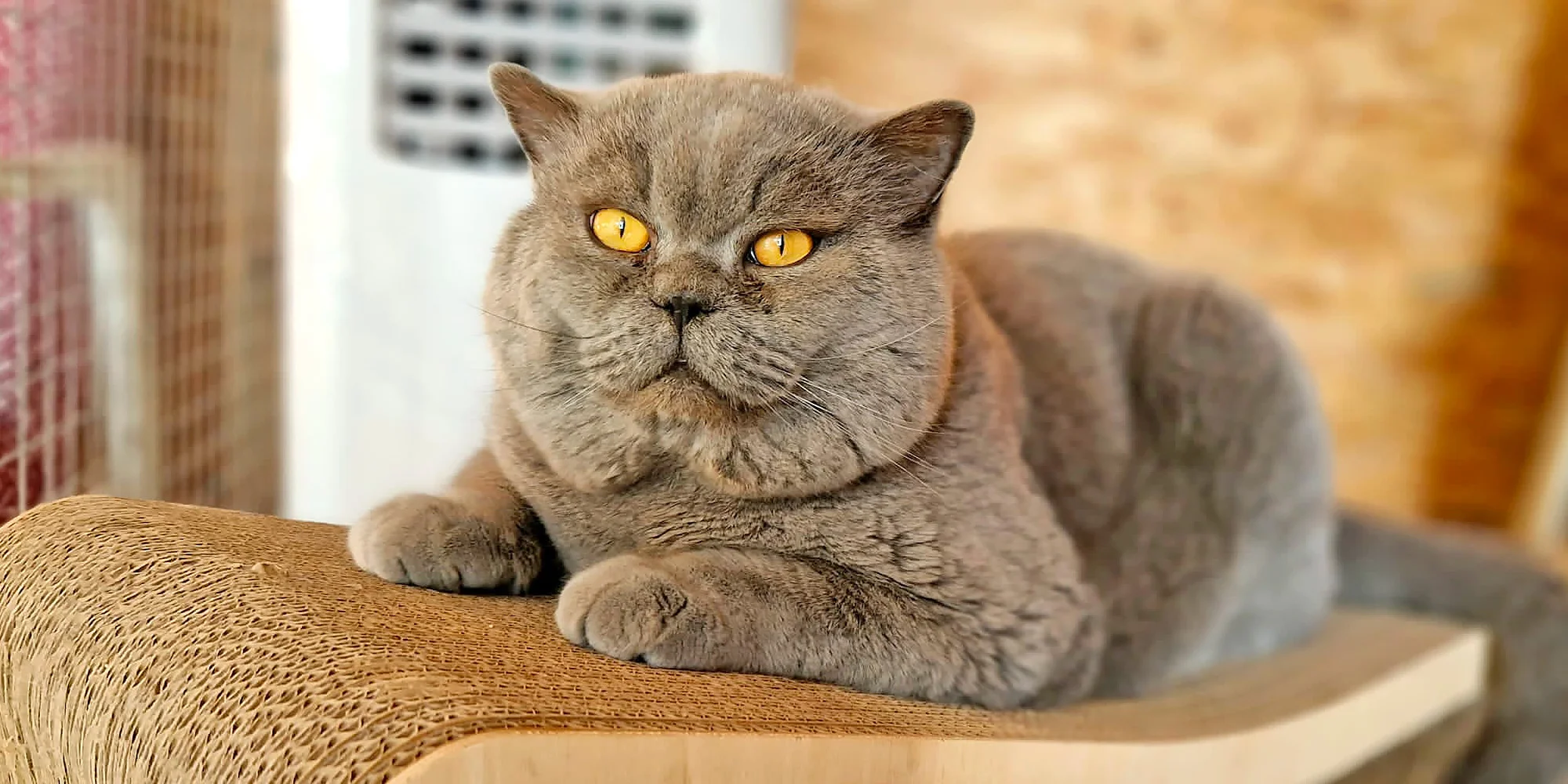 Návštěva britských krátkosrstých koček až pro 3 os. - Obrázek 6