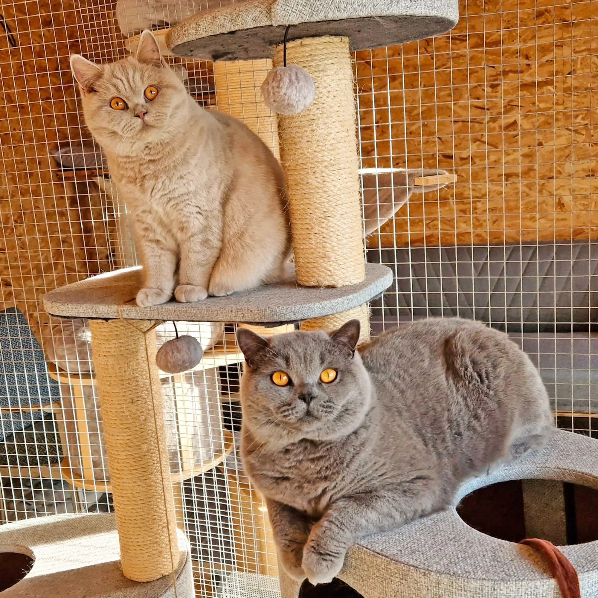 Návštěva britských krátkosrstých koček až pro 3 os. - Obrázek 2