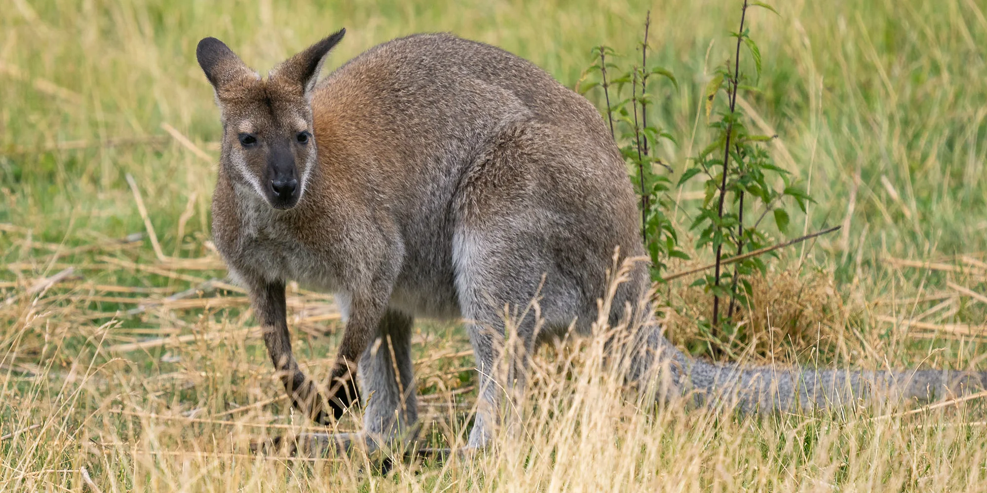 Vstup do Farmaparku vč. atrakcí a krmení nebo plyšák - Obrázek 7