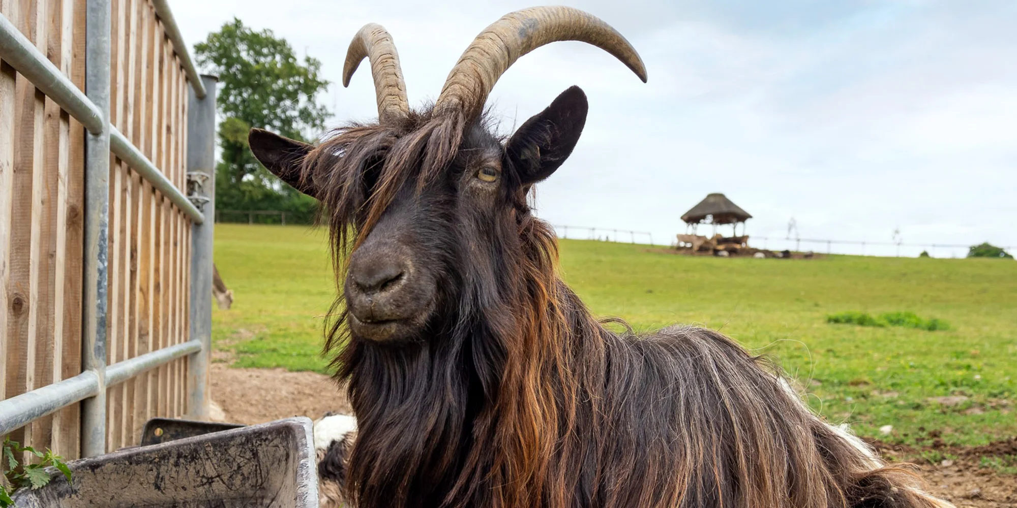 Vstup do Farmaparku vč. atrakcí a krmení nebo plyšák - Obrázek 4