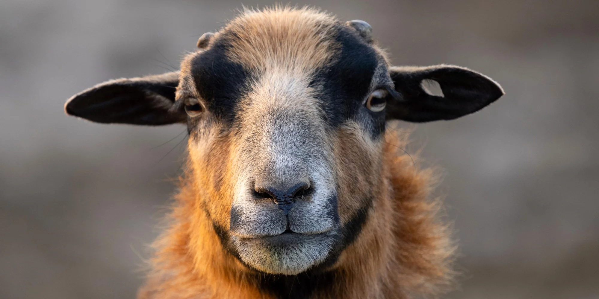 Vstup do Farmaparku vč. atrakcí a krmení nebo plyšák - Obrázek 6