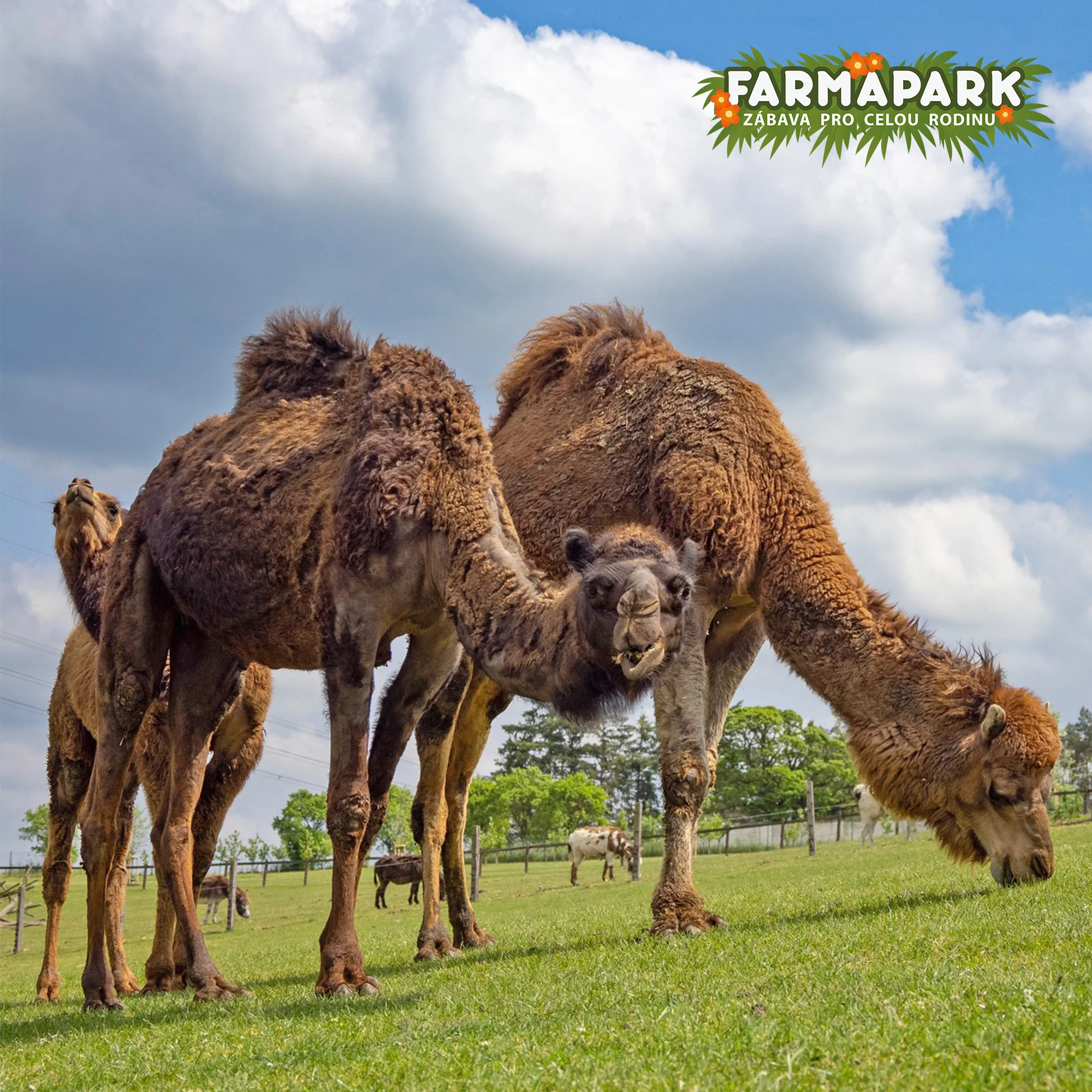 Vstup do Farmaparku vč. atrakcí a krmení nebo plyšák - Obrázek 2