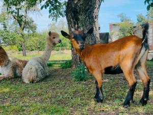 Lamatreking a krmení alpak ve všední dny i o víkendu