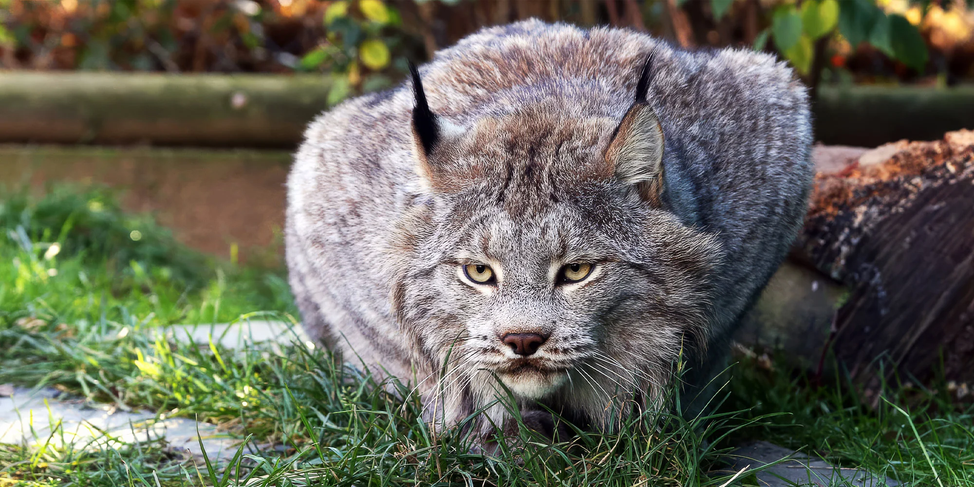 Dopolední nebo večerní krmení šelem pro 2 osoby - Obrázek 3