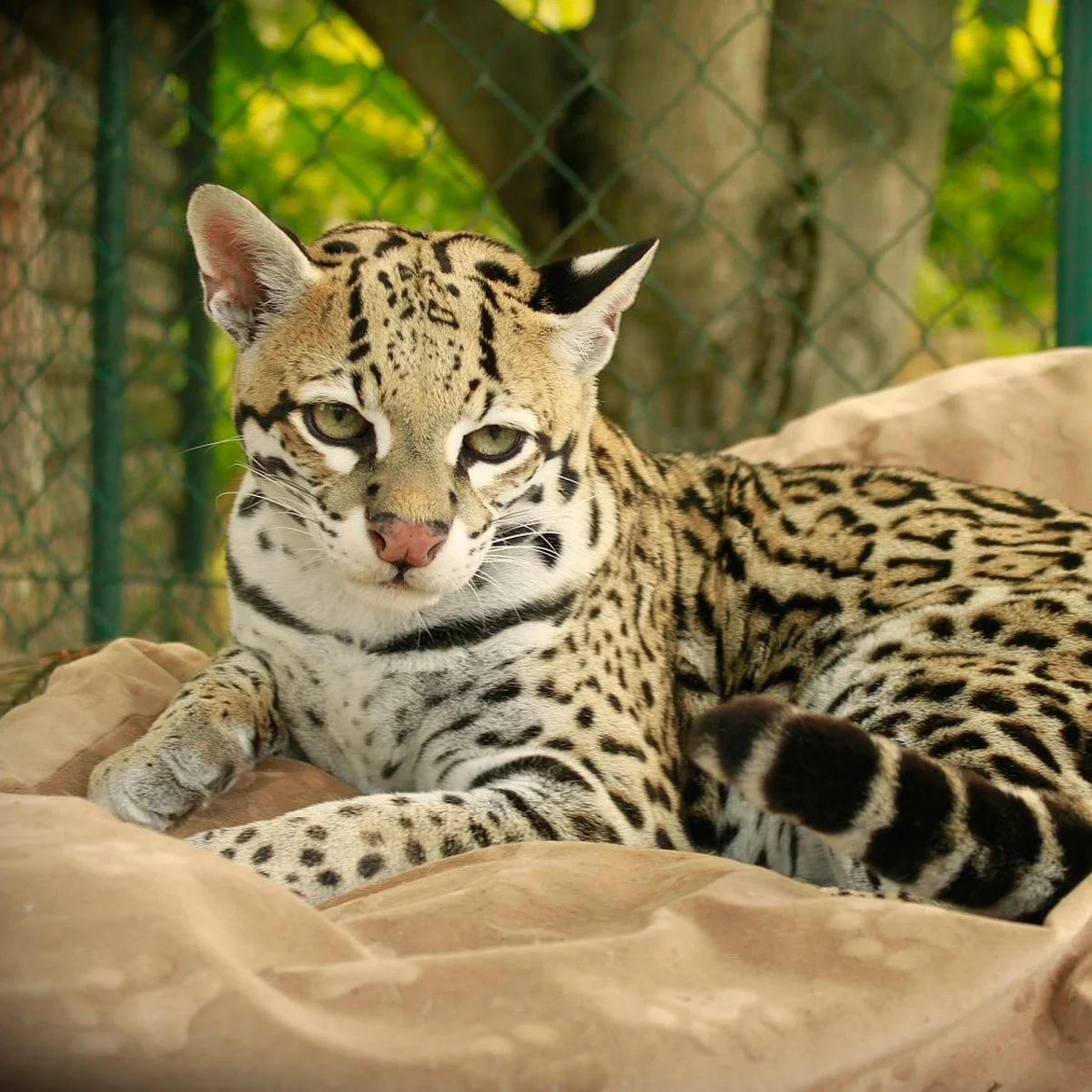 Dopolední nebo večerní krmení šelem pro 2 osoby - Obrázek 2