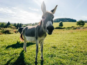 Krmení zvířátek a procházka v jedlém parku