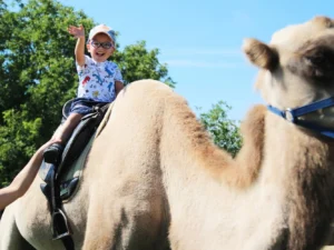 Projížďka na velbloudech na rodinné farmě: 1 i 2 osoby