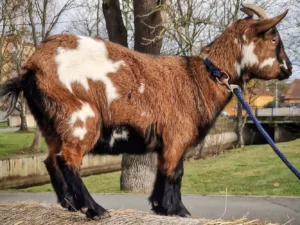 Procházka s kozou Lízou pro celou rodinu: 30 minut