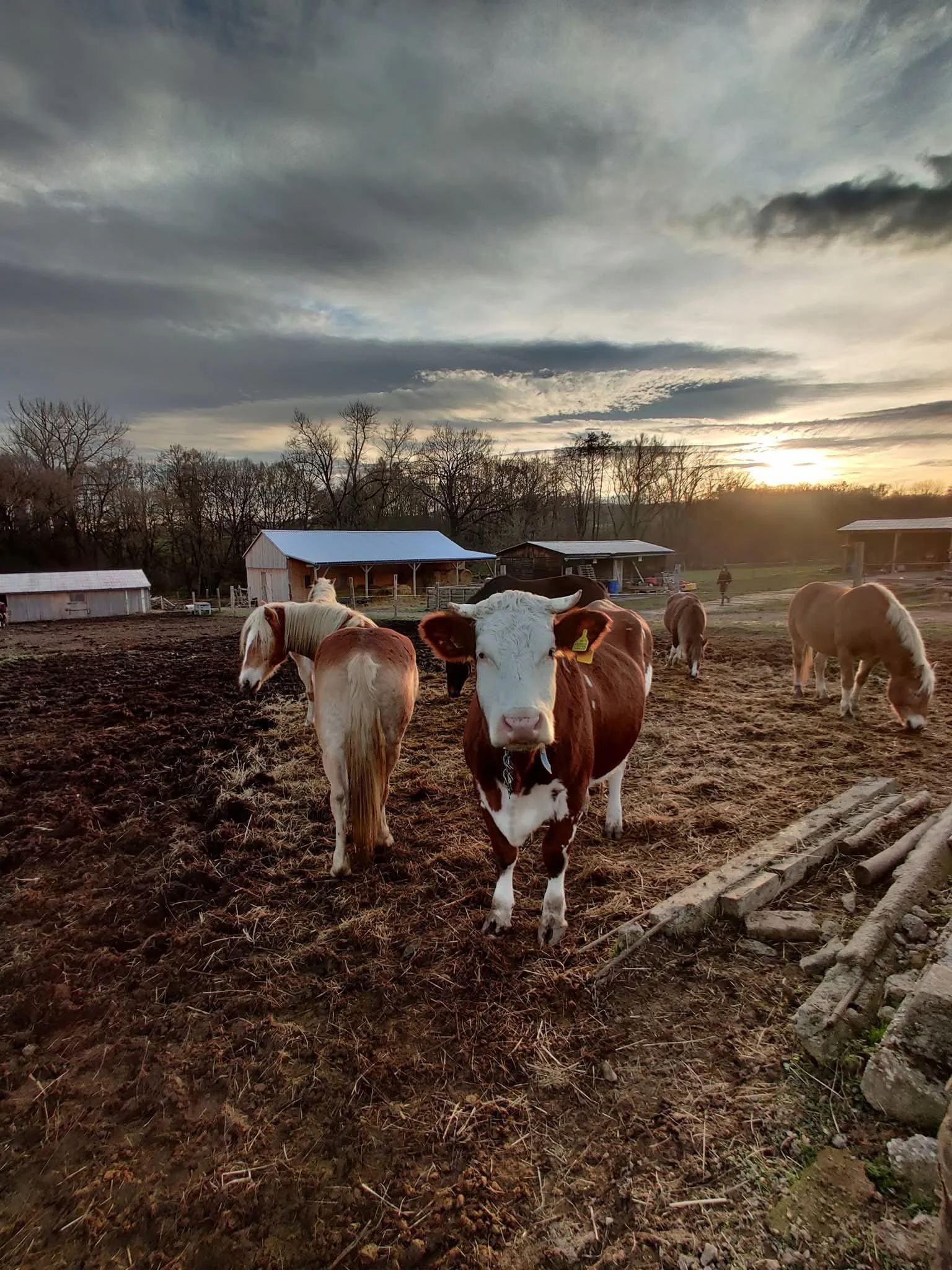 Sýrařem na den: od dojení až k výrobě sýra - Obrázek 5