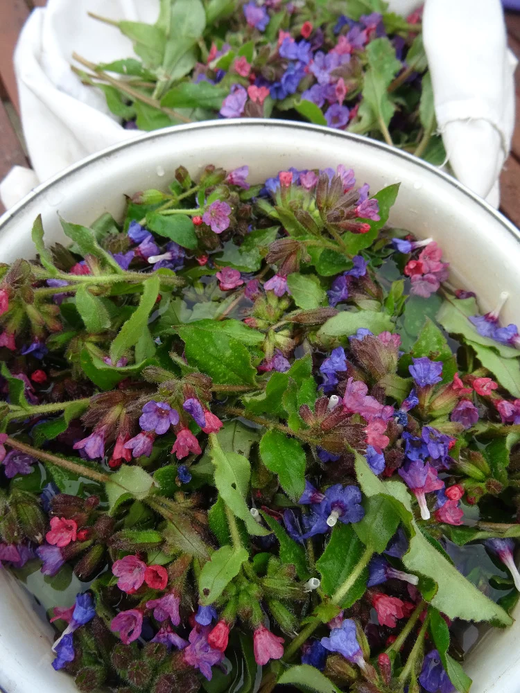 Bylinkové kurzy: sirupy, likéry a jídelníček pro vitalitu - Obrázek 7