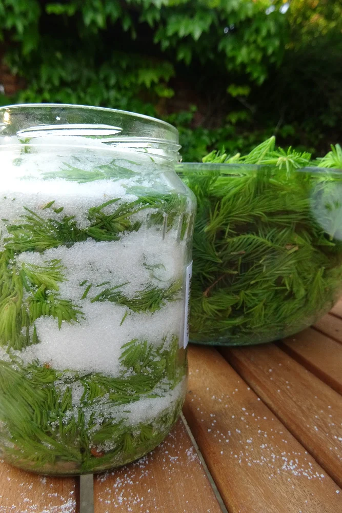 Bylinkové kurzy: sirupy, likéry a jídelníček pro vitalitu - Obrázek 10