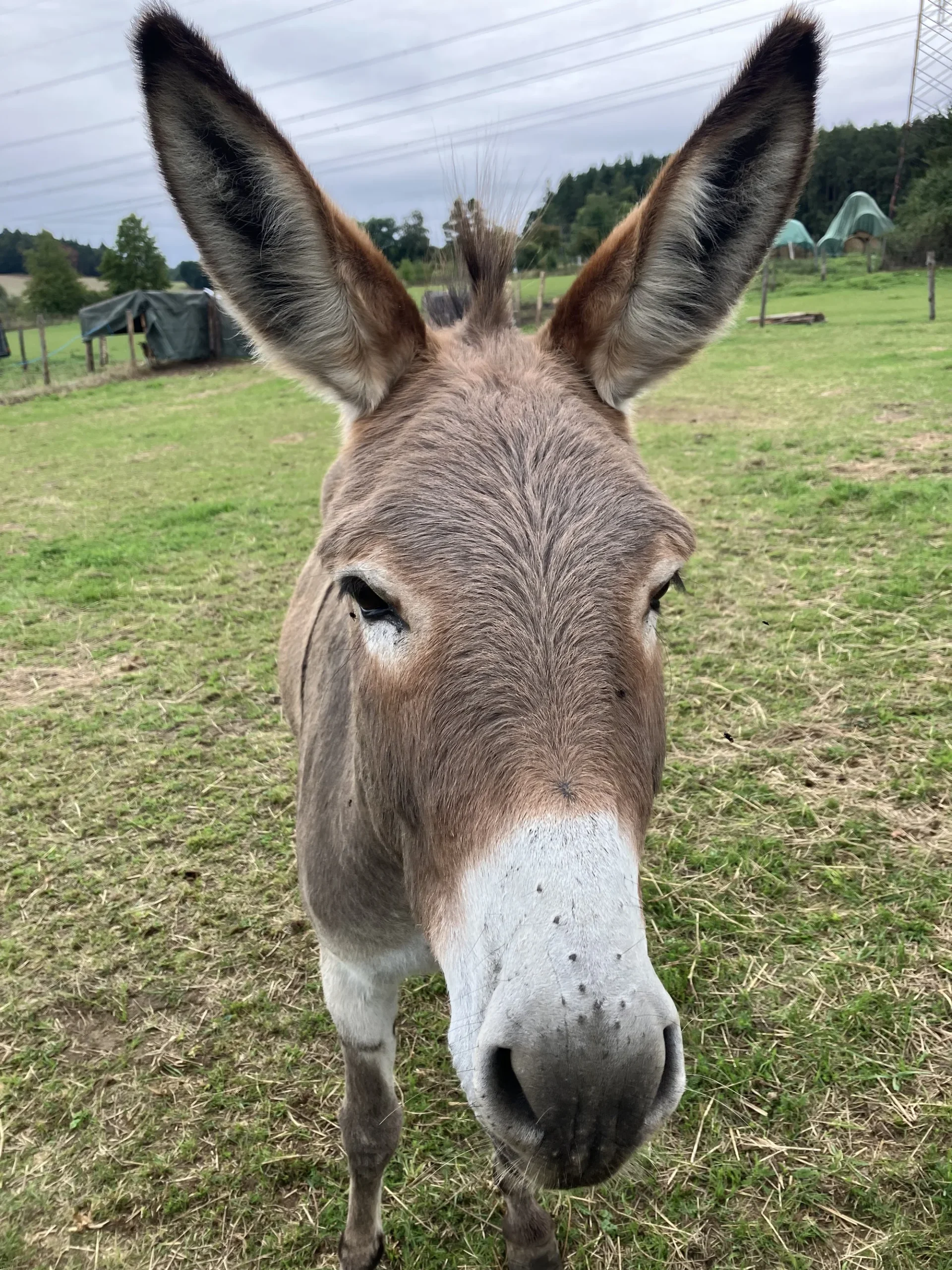 Jízda na oslíkovi a péče o něj pro celou rodinu - Obrázek 5