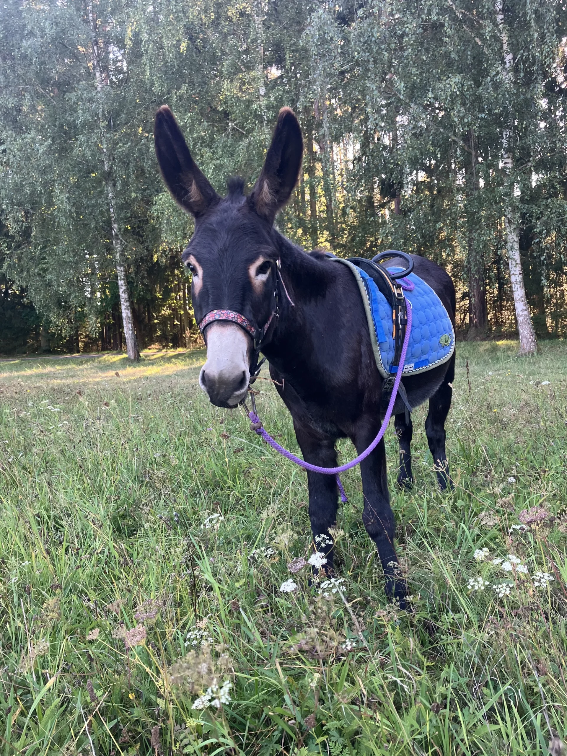 Jízda na oslíkovi a péče o něj pro celou rodinu - Obrázek 7