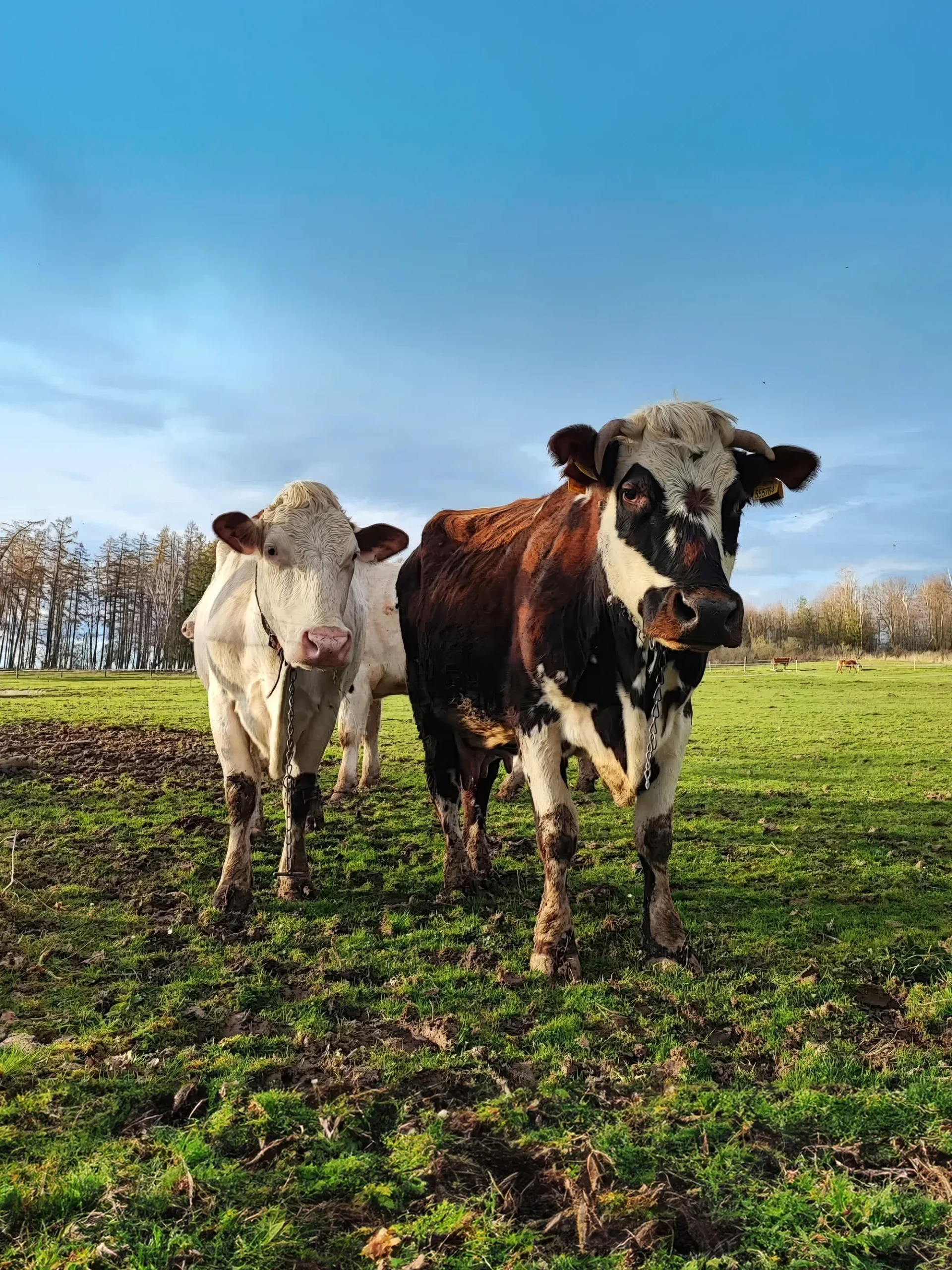 Sýrařem na den: od dojení až k výrobě sýra - Obrázek 3