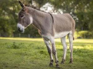 Jízda na oslíkovi a péče o něj pro celou rodinu