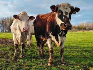 Na den farmářem: krmení zvířat i dojení krav, 5 hod.