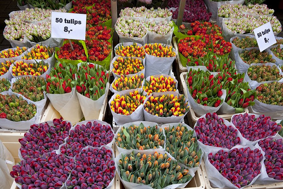 To nejlepší z Amsterdamu + KVĚTINOVÉ KORZO - Obrázek 4