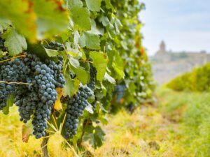 To nejlepší z Arménie + JEZERO SEVAN + TAJEMSTVÍ VÝROBY VÍNA A DEGUSTACE