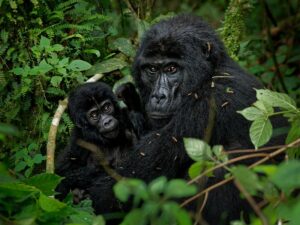 To nejlepší z Ugandy + HORSKÉ GORILY A ŠIMPANZI + SAFARI V NÁRODNÍCH PARCÍCH
