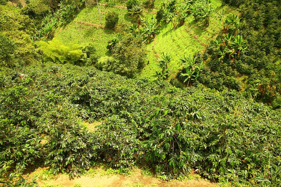 To nejlepší z Kolumbie + ÚDOLÍ COCORA + KOUPÁNÍ NA KARIBSKÉM POBŘEŽÍ - Obrázek 4