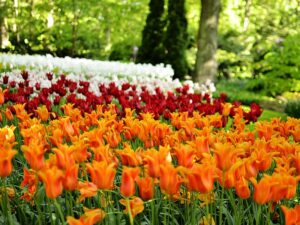 To nejlepší z Amsterdamu + KVĚTINOVÁ ZAHRADA KEUKENHOF