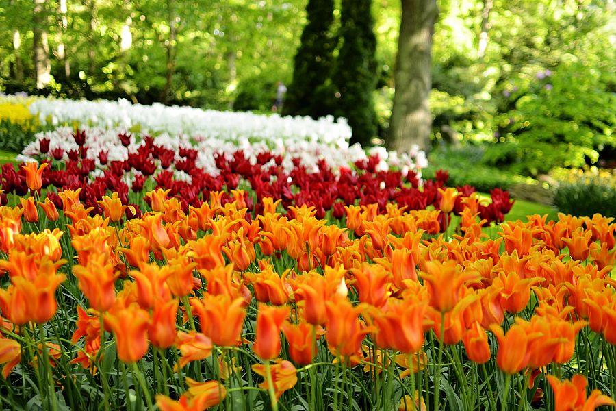 To nejlepší z Amsterdamu + KVĚTINOVÁ ZAHRADA KEUKENHOF - Obrázek 2