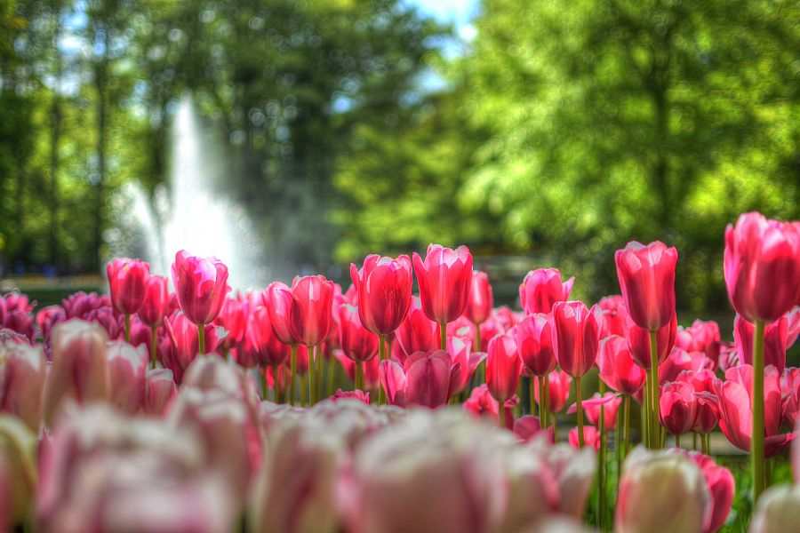 To nejlepší z Amsterdamu + KVĚTINOVÁ ZAHRADA KEUKENHOF - Obrázek 4