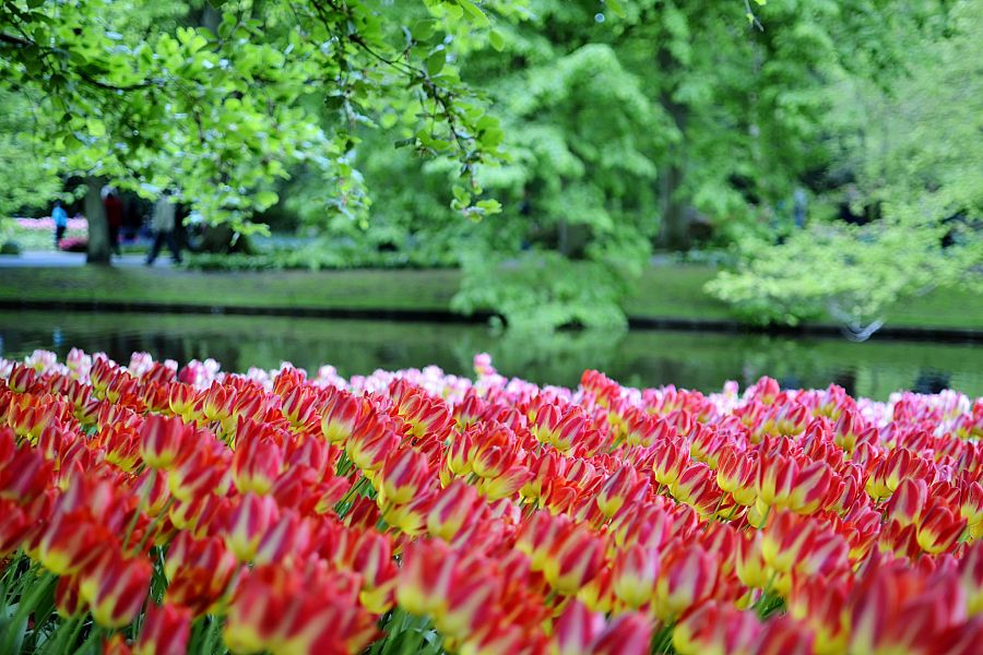 To nejlepší z Amsterdamu + KVĚTINOVÁ ZAHRADA KEUKENHOF - Obrázek 3