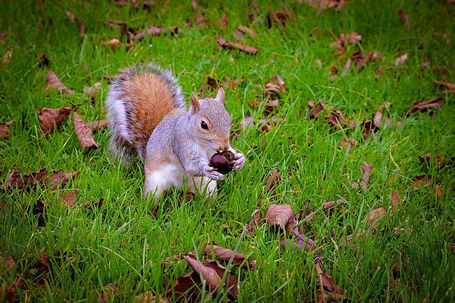 To nejlepší z Londýna + WINDSOR - Obrázek 4