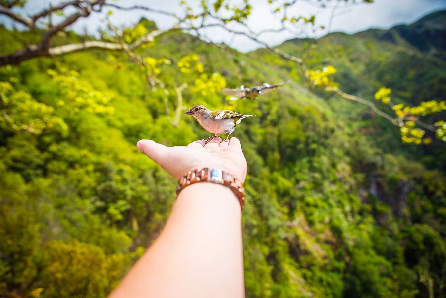 To nejlepší z Madeiry + POBŘEŽNÍ PLAVBA LODÍ - Obrázek 4