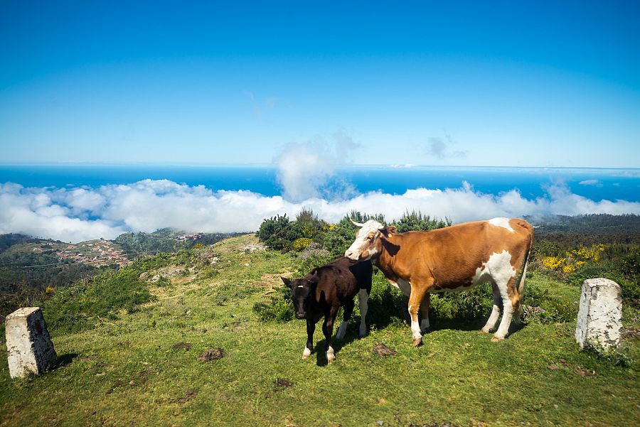 To nejlepší z Madeiry + TURISTIKA - Obrázek 5