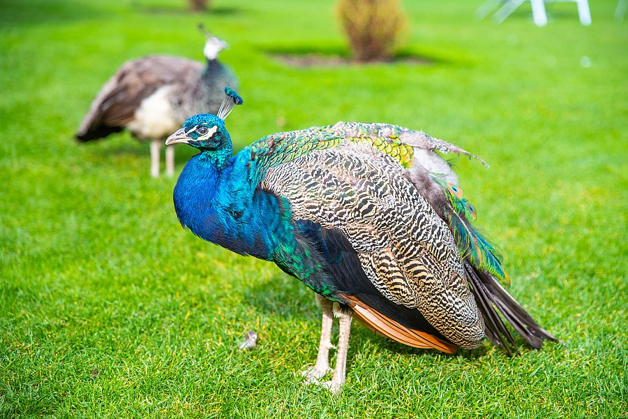 To nejlepší z Edinburghu + JEZERO LOCH NESS - Obrázek 5