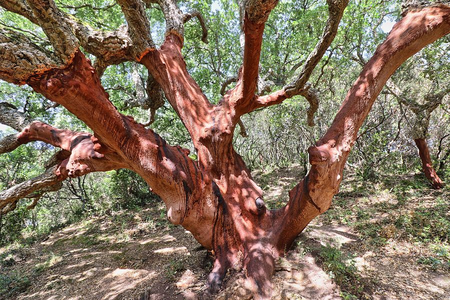 To nejlepší ze Sardinie + NEPTUNOVA JESKYNĚ + PLAVBA NA OSTROVY LA MADDALENA - Obrázek 4