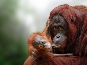 To nejlepší z Bornea + PŘÍRODNÍ REZERVACE ORANGUTANŮ + OSTROV MANTANANI