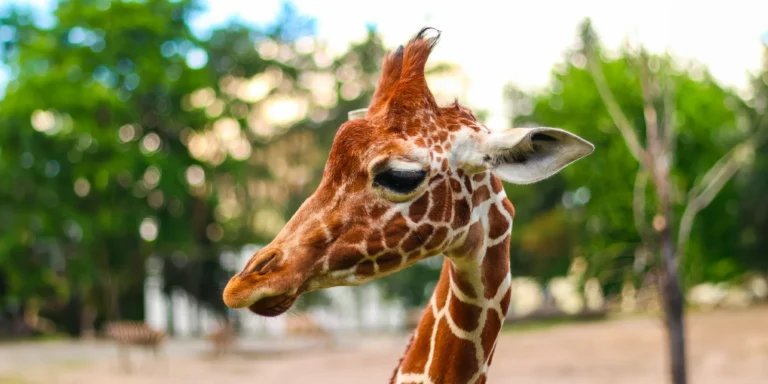 Jednodenní výlet do Berlína: zoologická zahrada a hlavní pamětihodnosti města