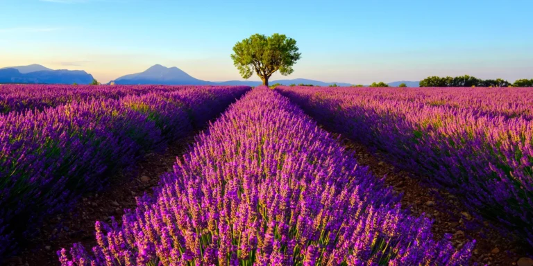 Levandulová Provence & Azurové pobřeží – poklady jižní Francie