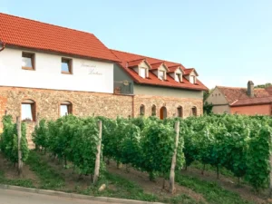 Dovolená na jihu Moravy pro milovníky vína: degustace s neomezenou konzumací vína i snídaně