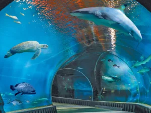 Výlet do Vratislavi: návštěva zoo s Afrikáriem i historické centrum města