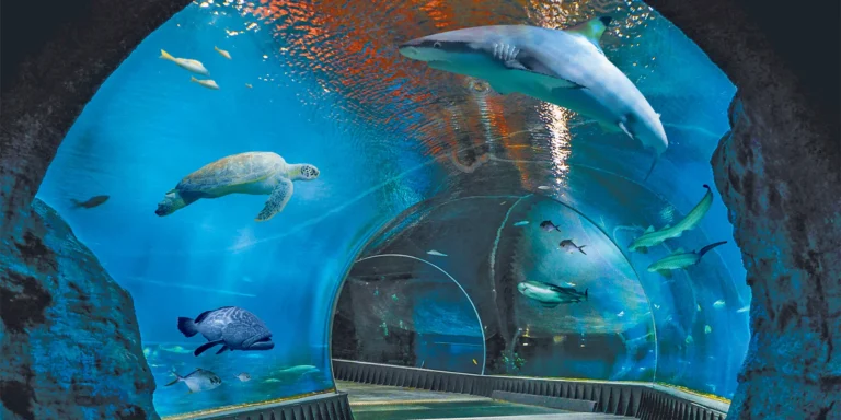 Výlet do Vratislavi: návštěva zoo s Afrikáriem i historické centrum města