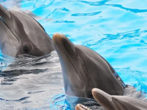 Super výlet pro rodiny s dětmi: zoo a delfinárium v Norimberku, možnost prohlídky města