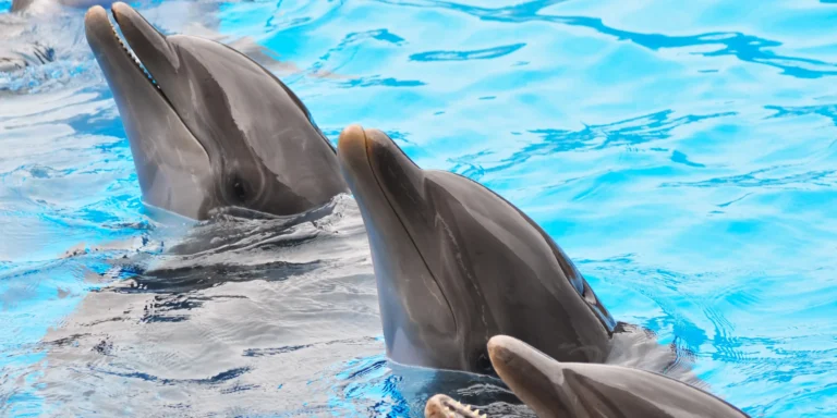Super výlet pro rodiny s dětmi: zoo a delfinárium v Norimberku, možnost prohlídky města