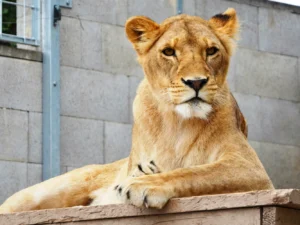 Krmení lvů, velbloudů, lemurů nebo surikat pro 2 osoby + 2 děti zdarma