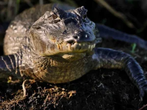 Nakrmte krokodýly: VIP vstupenka do Krokodýlí Zoo pro 1 či 2 osoby