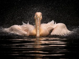 Fotografický prémium kurz v 5 různých zoo pro začátečníky i pokročilé