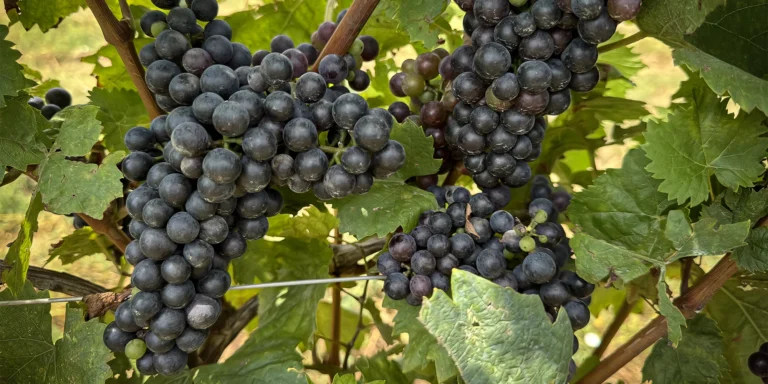 Adoptujte si vinohrad: na 1 rok vlastníkem kousku vinice, až 36 lahví vína