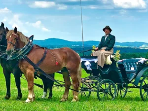Zážitky na farmě: krmení, jízda na koni, procházky se zvířátky i jízda kočárem